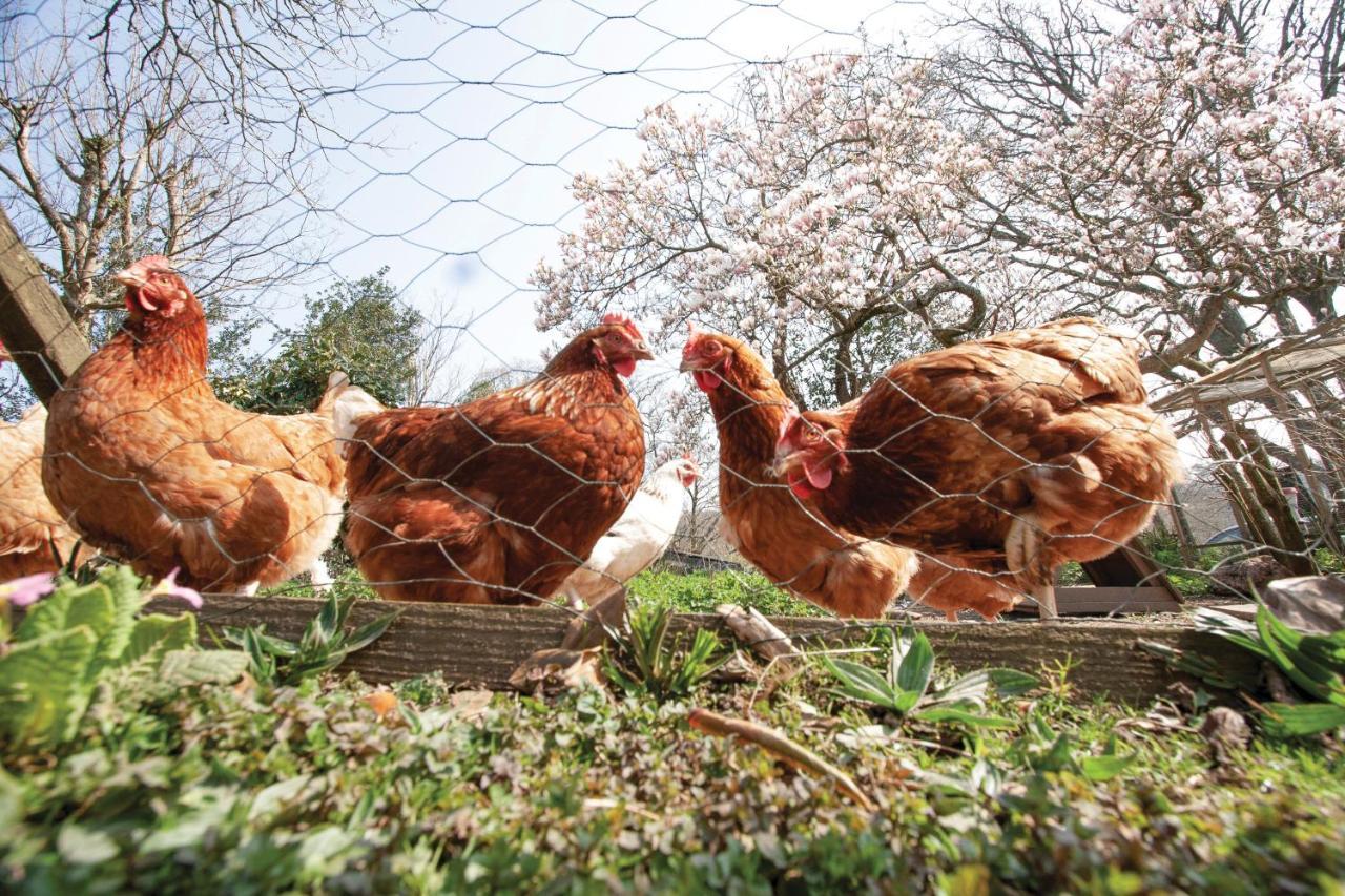 래넬리 Bronllys Farm Coastal Self-Catering 아파트 외부 사진